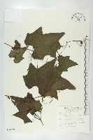 藏品(槭葉括樓)的圖片