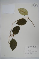 藏品(臺灣牛嬭菜)的圖片