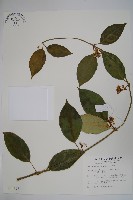 藏品(臺灣牛嬭菜)的圖片