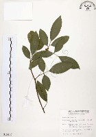 藏品(石苓舅)的圖片