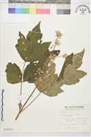 藏品(台灣牡丹藤、台灣草牡丹)的圖片