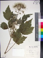 藏品(台灣牡丹藤、台灣草牡丹)的圖片