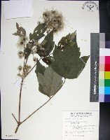 藏品(台灣牡丹藤、台灣草牡丹)的圖片