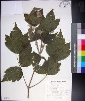 藏品(台灣牡丹藤、台灣草牡丹)的圖片