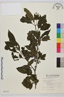 藏品(塔山鼠李)的圖片