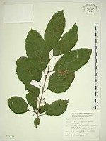 藏品(中原氏鼠李)的圖片