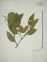 藏品(巒大雀梅藤)的圖片