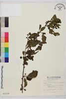 藏品(塔山鼠李)的圖片