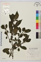 藏品(塔山鼠李)的圖片