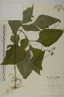 藏品(下田菊)的圖片