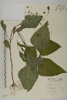 藏品(下田菊)的圖片