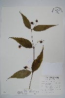 藏品(台灣土黨參)的圖片