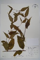 藏品(台灣土黨參)的圖片