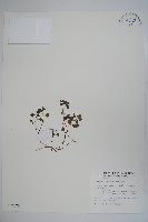 藏品(山桔梗)的圖片