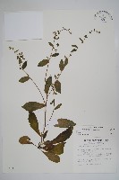 藏品(盾果草)的圖片