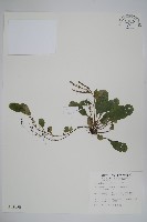 藏品(臺灣附地草)的圖片