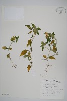 藏品(臺灣明萼草)的圖片
