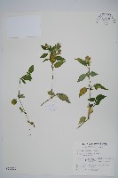 藏品(臺灣明萼草)的圖片