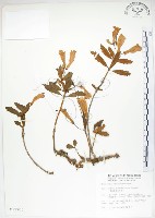 藏品(石吊蘭、吊石苣苔)的圖片