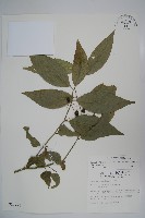 藏品(毛瓣蝴蝶木)的圖片