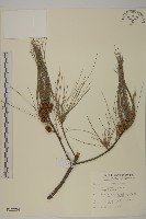 藏品(木麻黃)的圖片