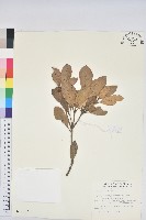 藏品(嶺南青剛櫟、嶺南椆)的圖片