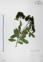 藏品(七里香、台灣海桐)的圖片