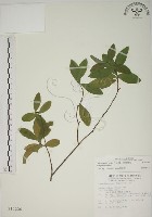 藏品(南嶺蕘花)的圖片