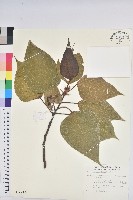 藏品(紅肉橙蘭、華血桐)的圖片