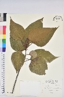 藏品(紅肉橙蘭、華血桐)的圖片