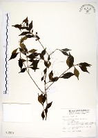 藏品(十子木、加入舅)的圖片