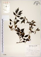 藏品(十子木、加入舅)的圖片