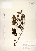 藏品(十子木、加入舅)的圖片
