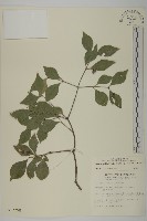 藏品(菱葉衛矛)的圖片