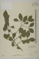 藏品(菱葉衛矛)的圖片