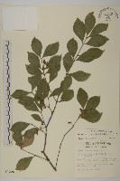 藏品(菱葉衛矛)的圖片