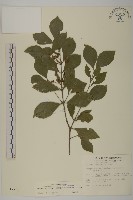 藏品(菱葉衛矛)的圖片