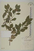 藏品(菱葉衛矛)的圖片