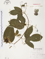 藏品(西番蓮、百香果)的圖片