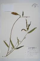 藏品(山橙)的圖片