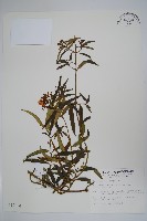 藏品(山橙)的圖片