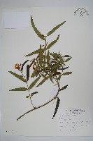 藏品(山橙)的圖片