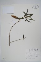 藏品(山橙)的圖片