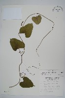 藏品(港口馬兜鈴  )的圖片