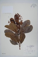 藏品(山檨子)的圖片