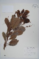 藏品(山檨子)的圖片