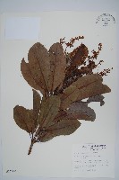 藏品(山檨子)的圖片