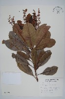 藏品(山檨子)的圖片