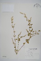 藏品(蔓雞冠、絹毛莧)的圖片