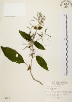 藏品(旋莢木)的圖片